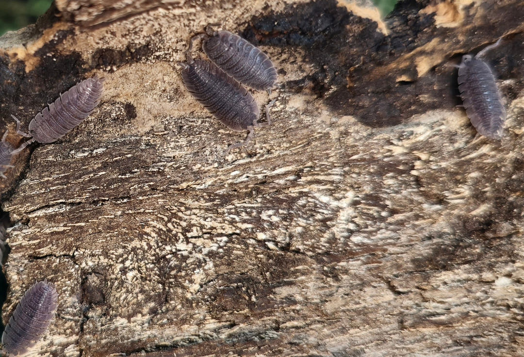 Porcellio Echinatus Isopods for sale