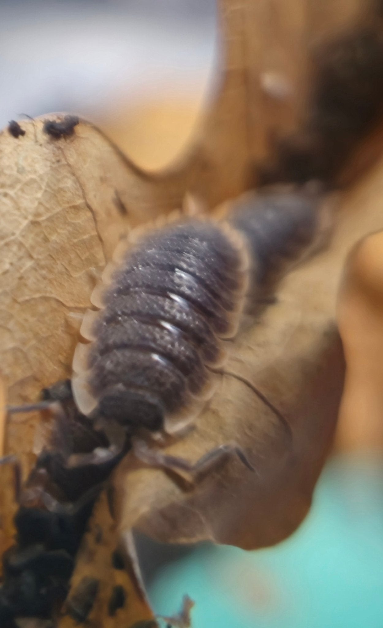 Porcellio Echinatus Red Edge Isopods For Sale