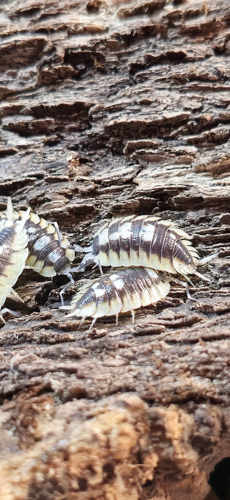 Expansus Orange Tortosa Isopods