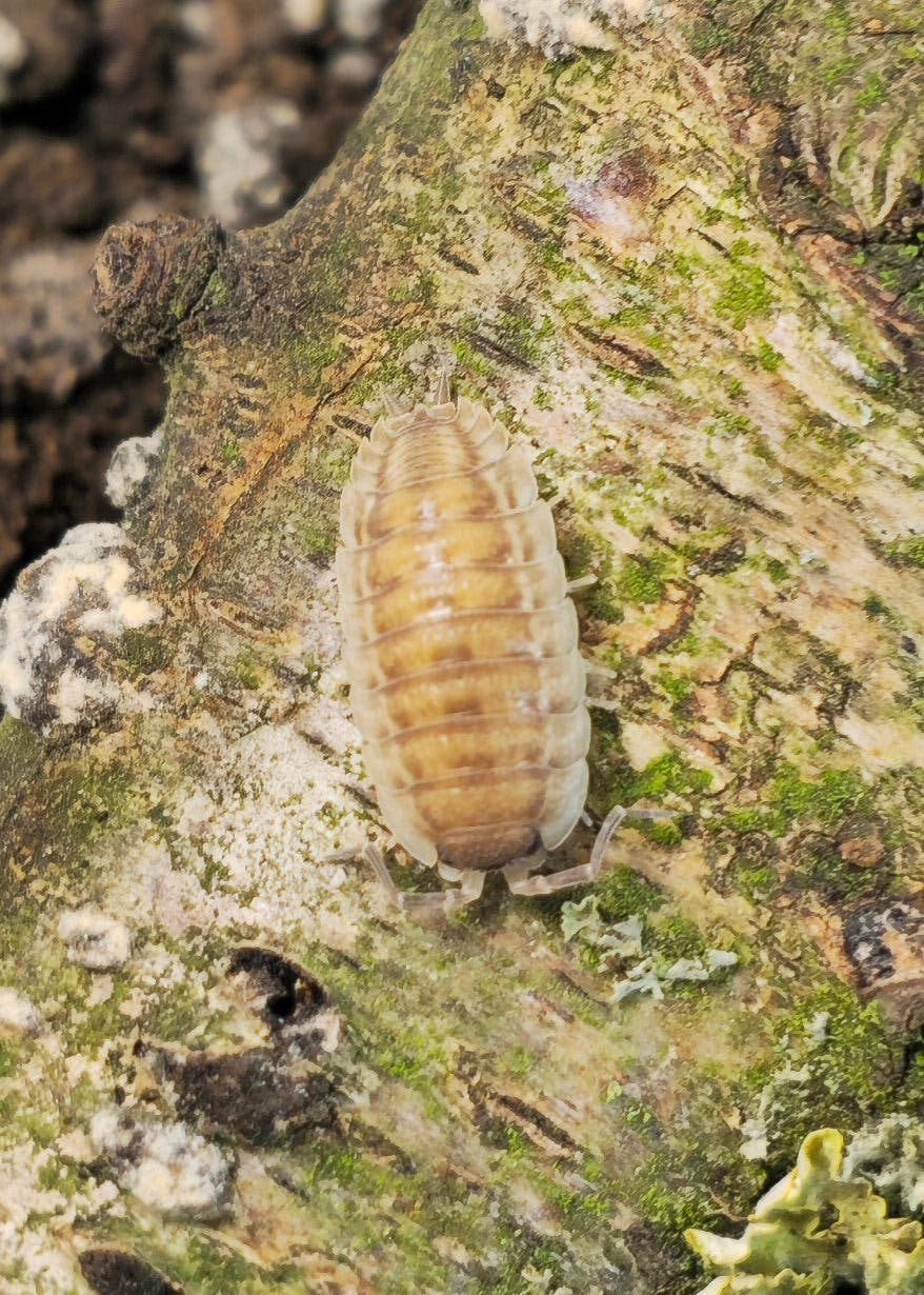 Porcellio Rhodes Isopods