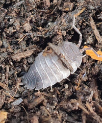 porcellio scaber ying yang