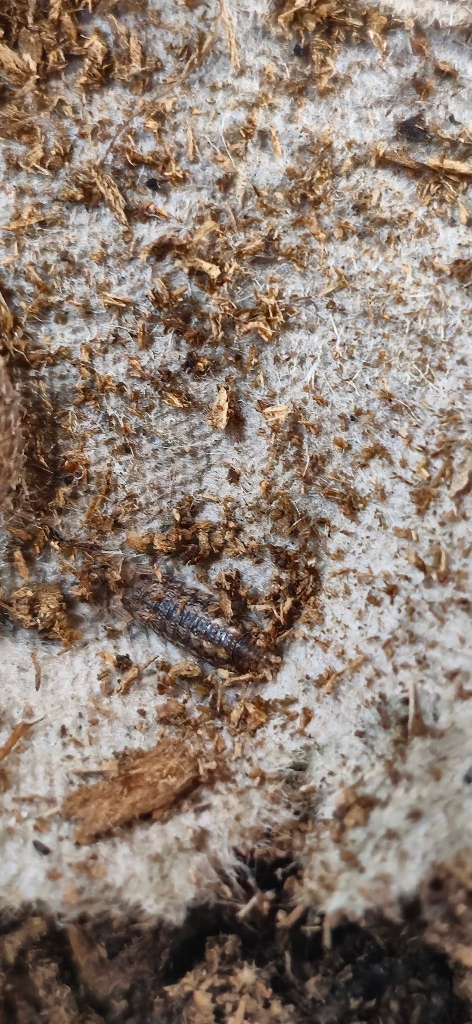 Porcellio Scitus Isopods for sale