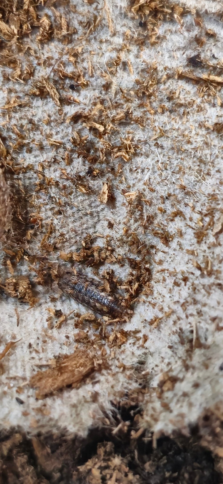 Porcellio Scitus Isopods for sale
