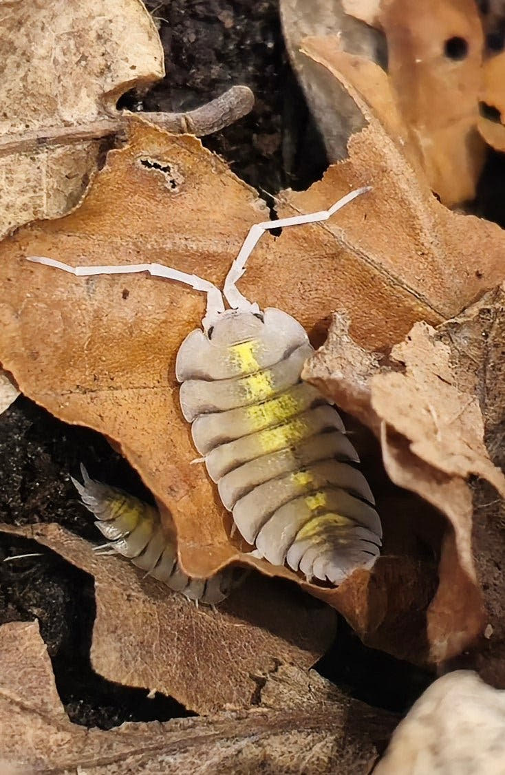 Porcellio Bolivari Yellow Ghost Isopods