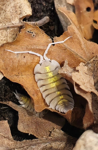 Porcellio Yellow Ghost Isopod