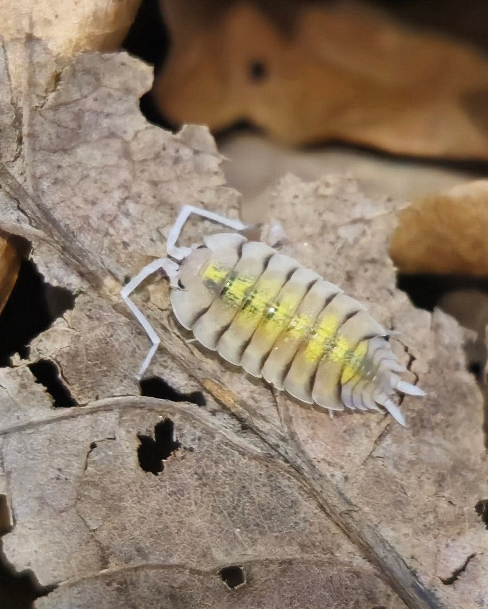 Bolivari Yellow Ghost Isopods