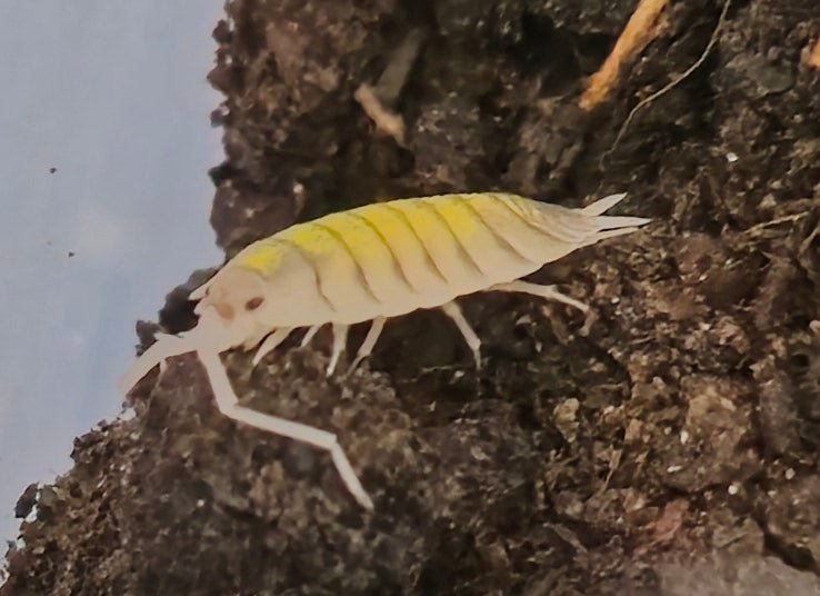 Porcellio Yellow Ghost Isopod side view