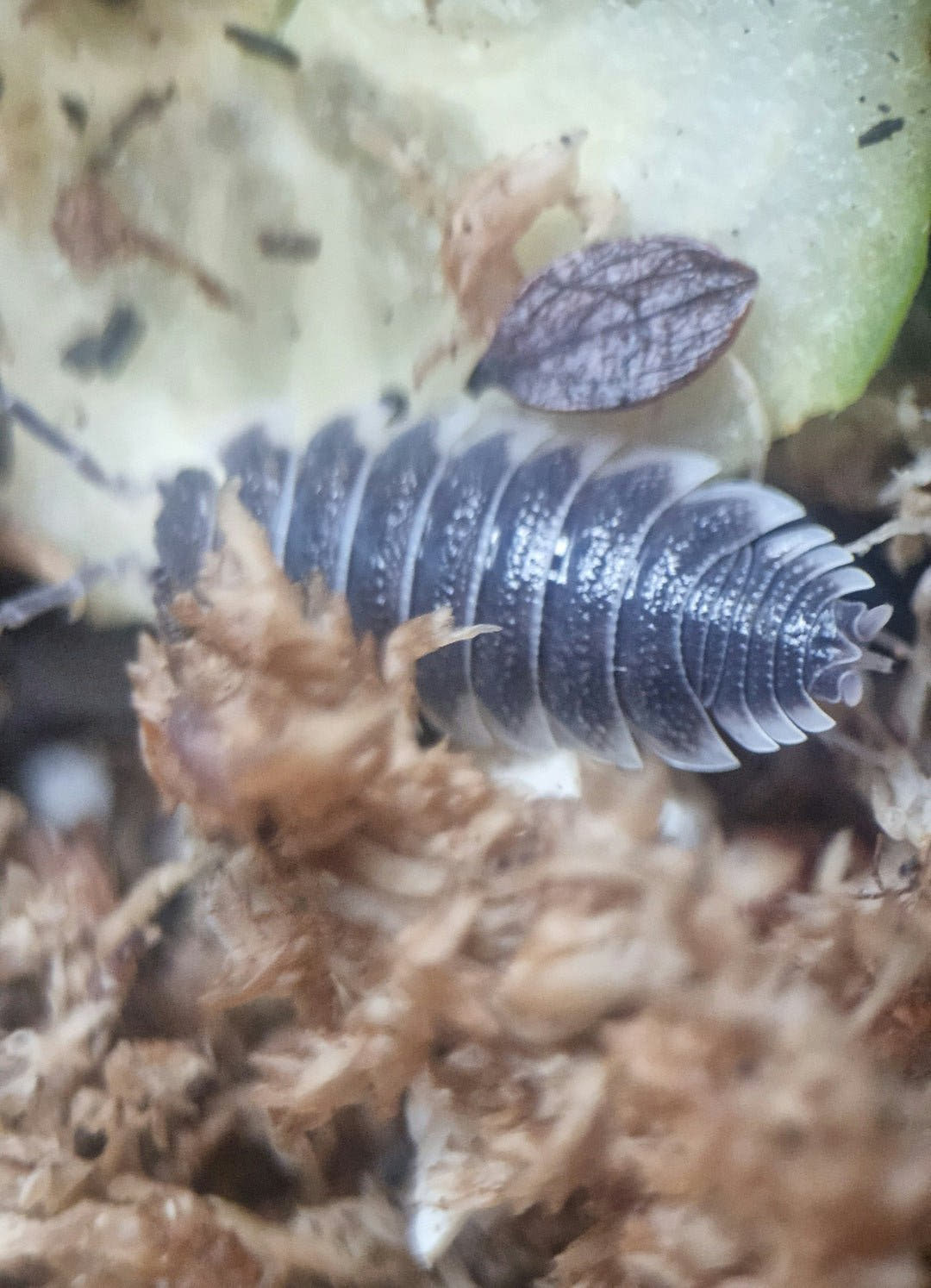 A single Titan isopod, dark grey with pale segment edges, on dried moss beside a pale green food slice.