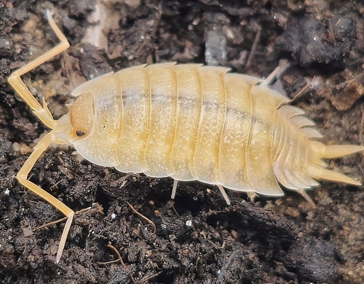 Porcellio nicklei isopod