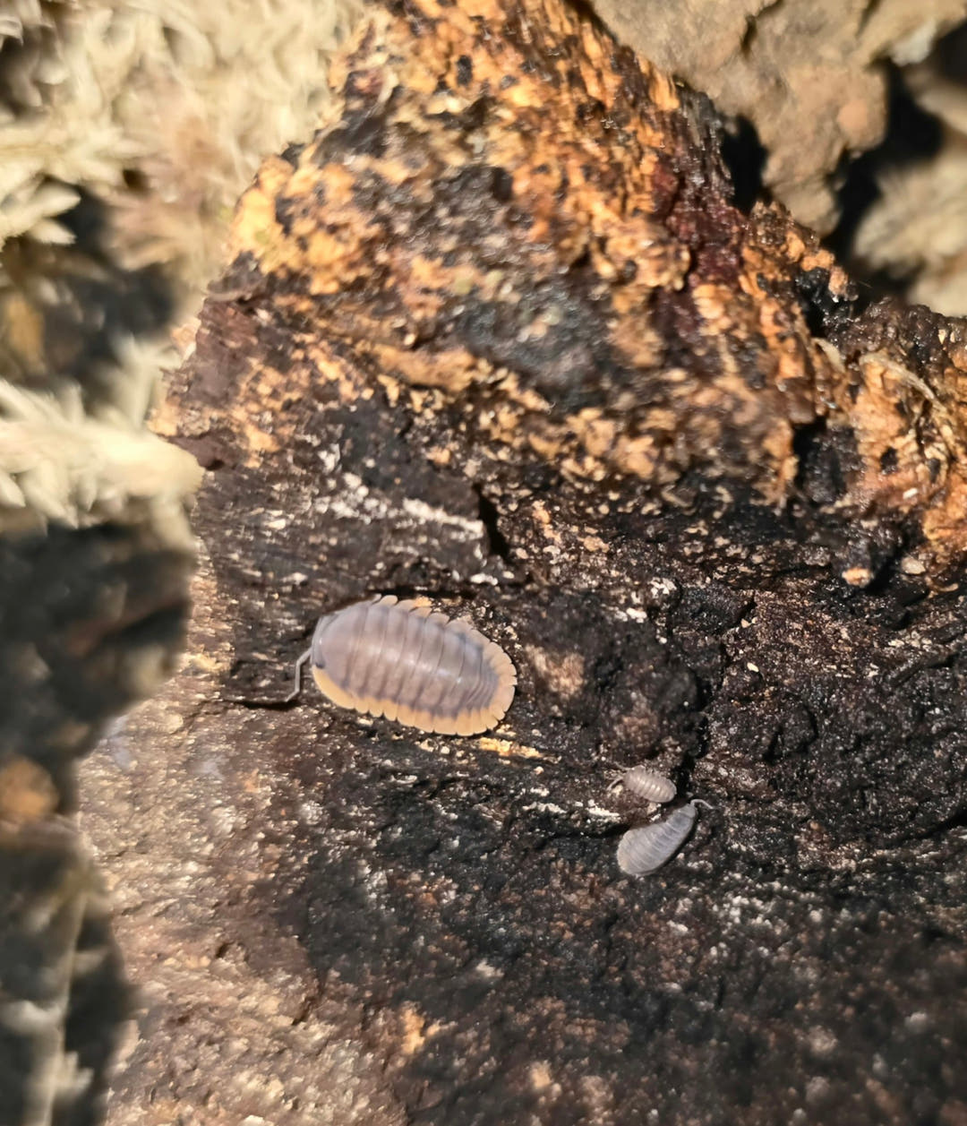Red edge isopods
