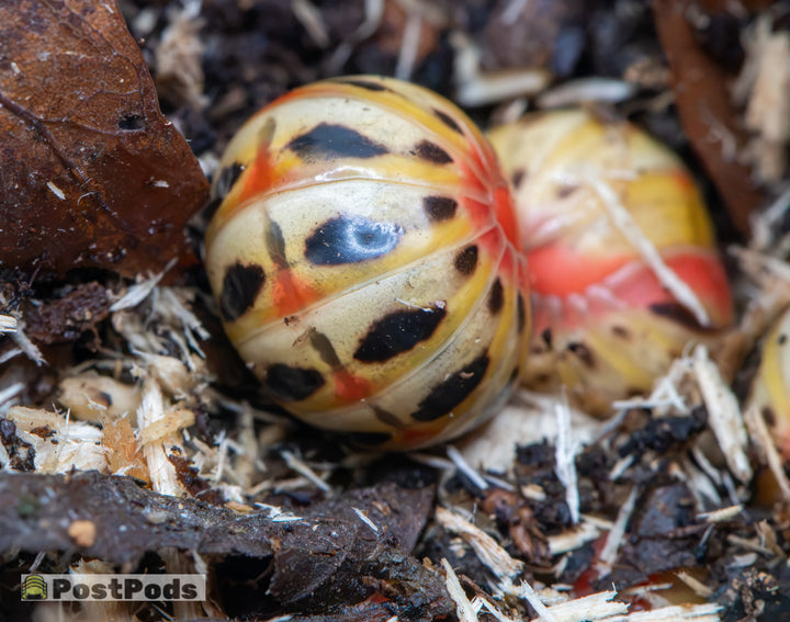 Pikachu Pill Millipede (Rhopalomeris sp.)