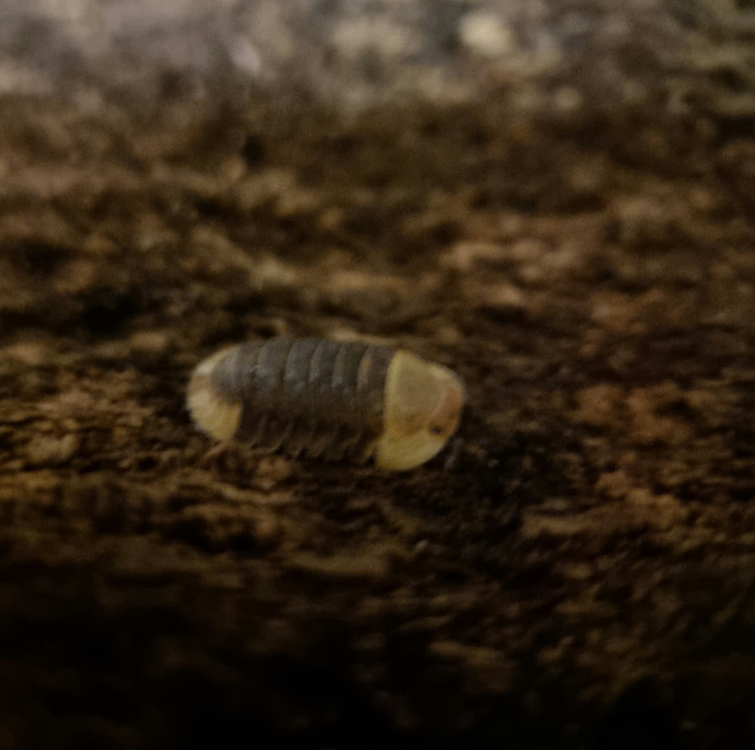 Rubber ducky isopod