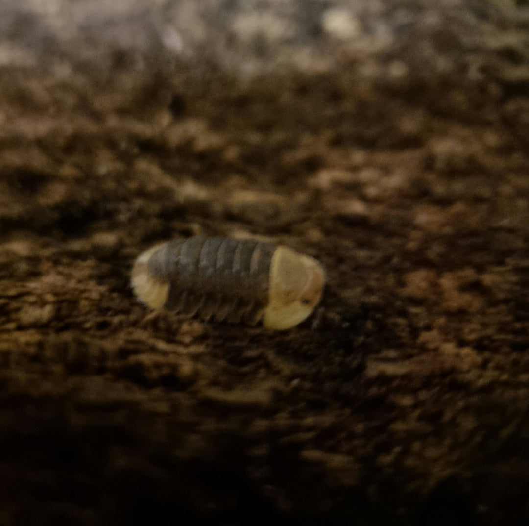 Rubber ducky isopod