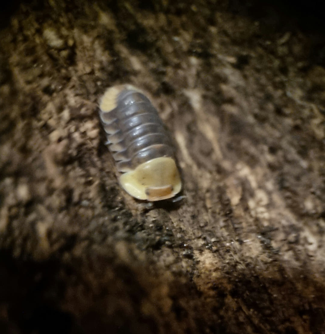 Rubber ducky isopod