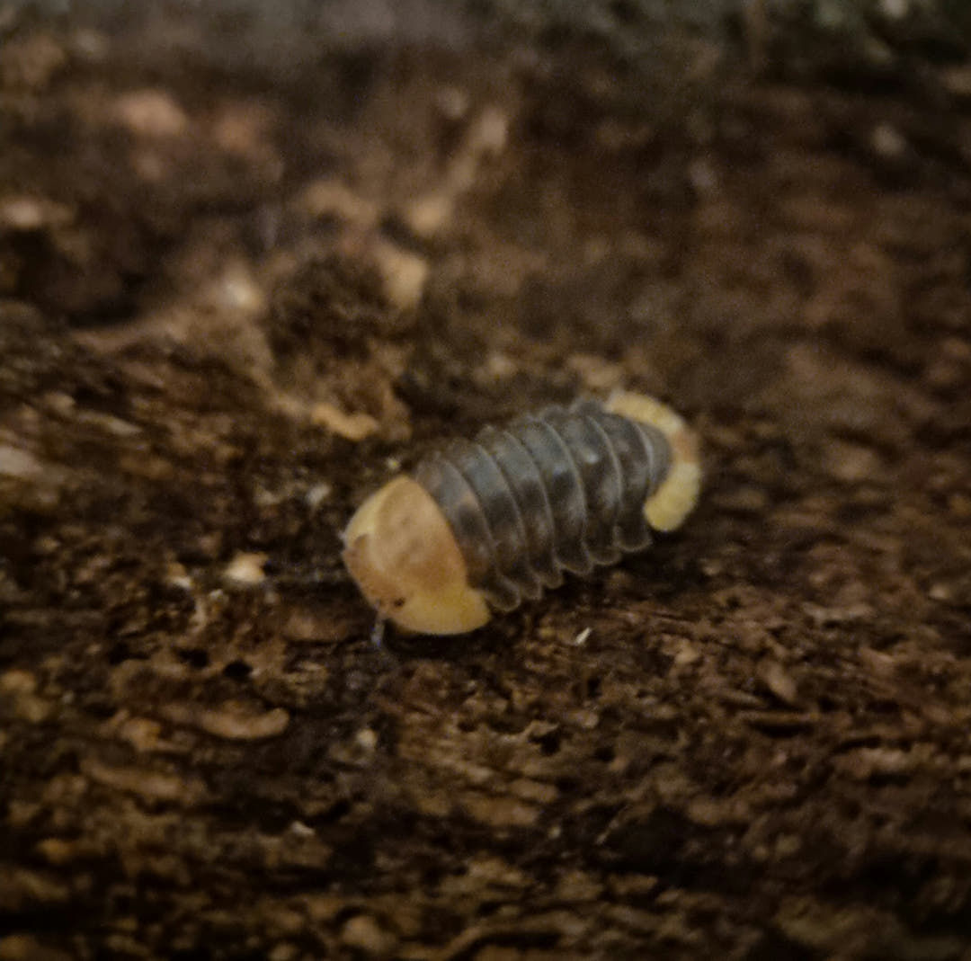 Rubber ducky isopod for sale