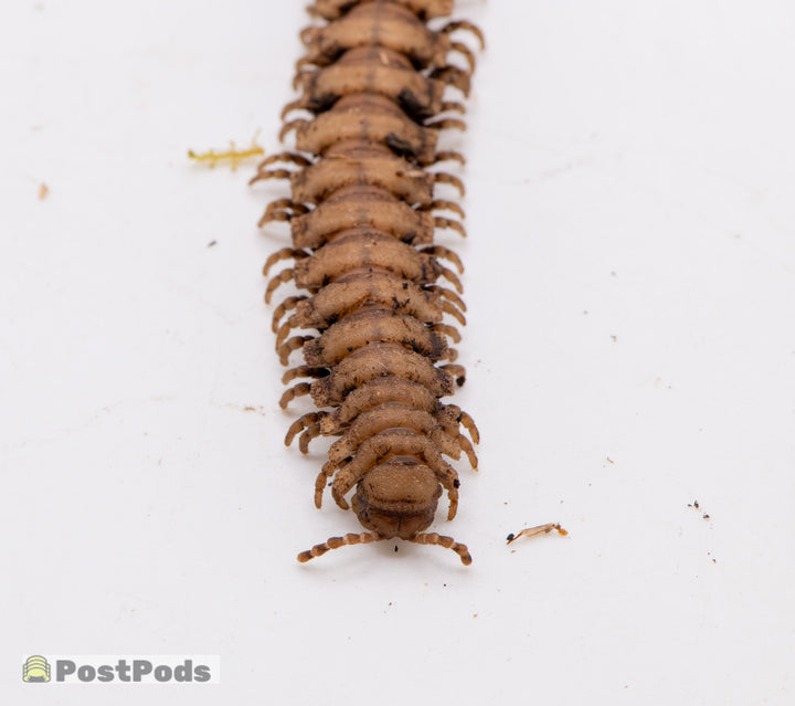 Rusty Armoured Millipede (Polydesmida sp.)