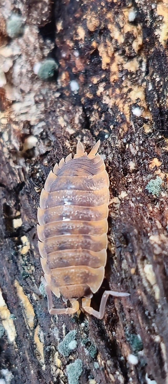 porcellio scaber rust isopods