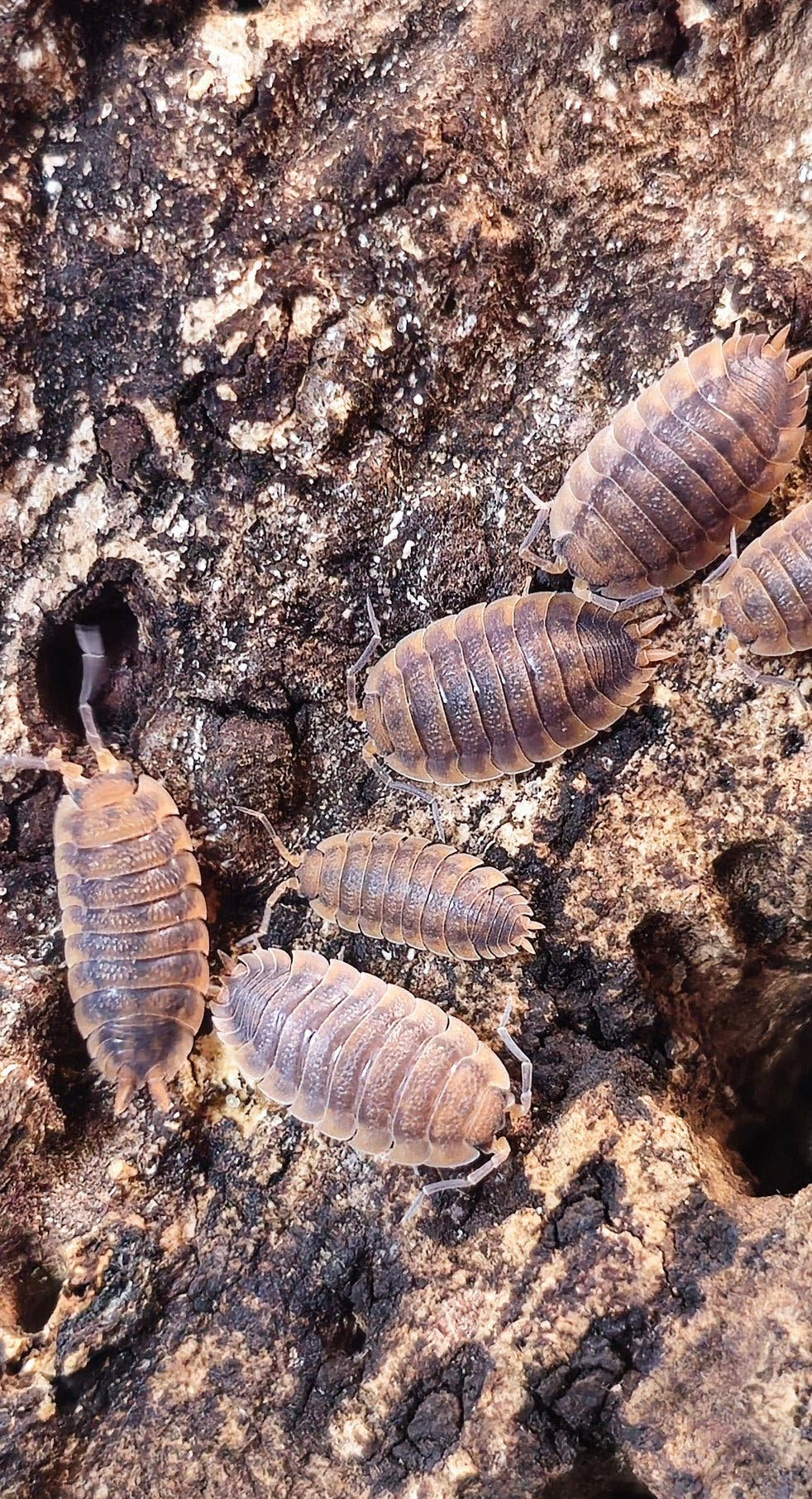 porcellio scaber rust isopods