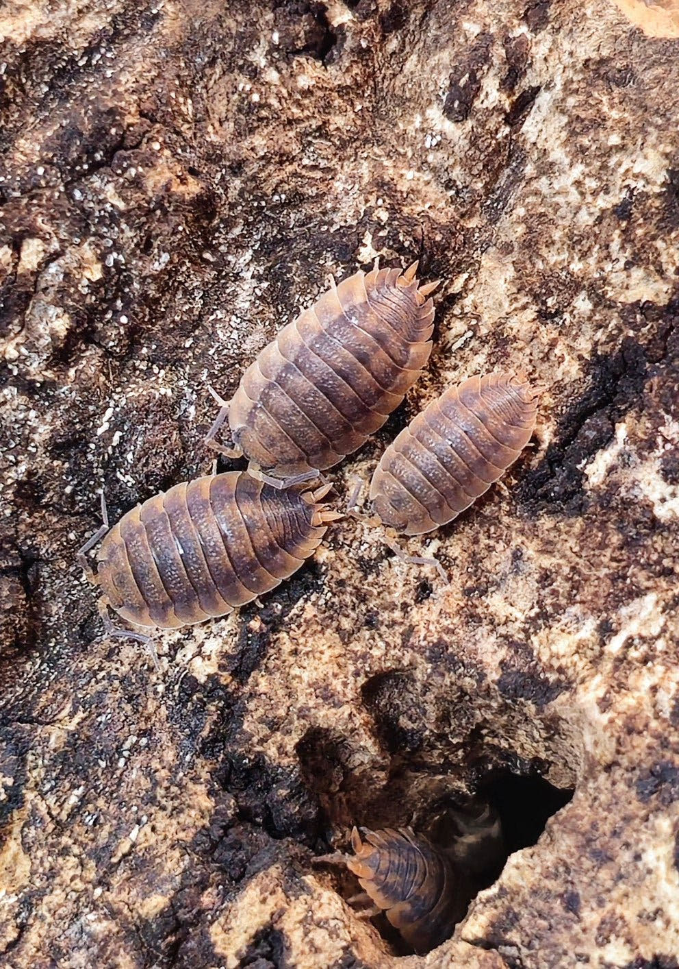 porcellio scaber rust isopods