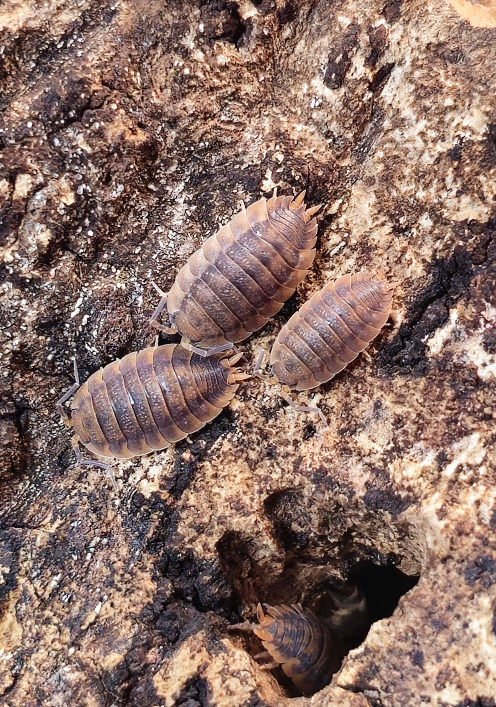 porcellio scaber rust isopods