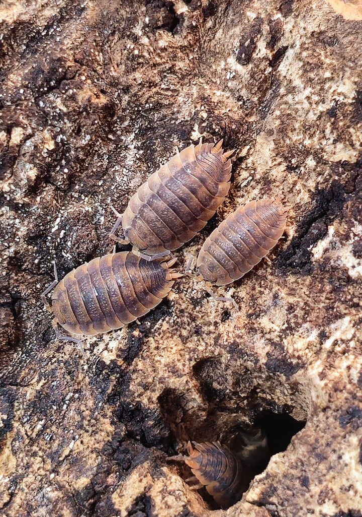 porcellio scaber rust isopods