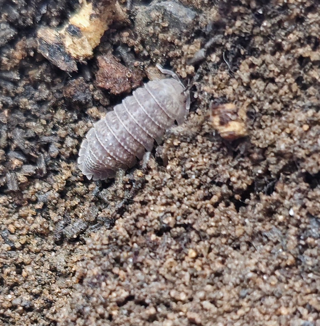 Serratum Isopod For Sale