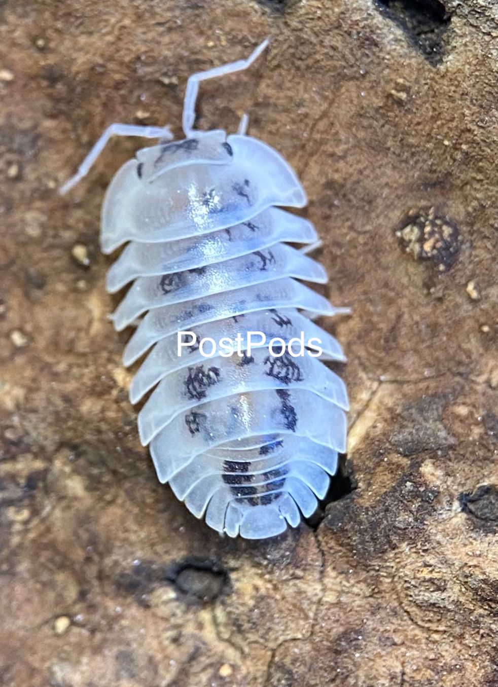 Shiro Utsuri Isopod for sale