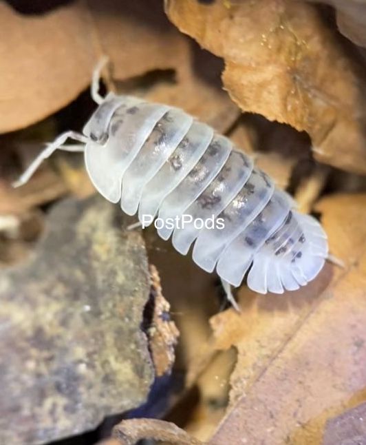 Shiro Utsuri Isopod