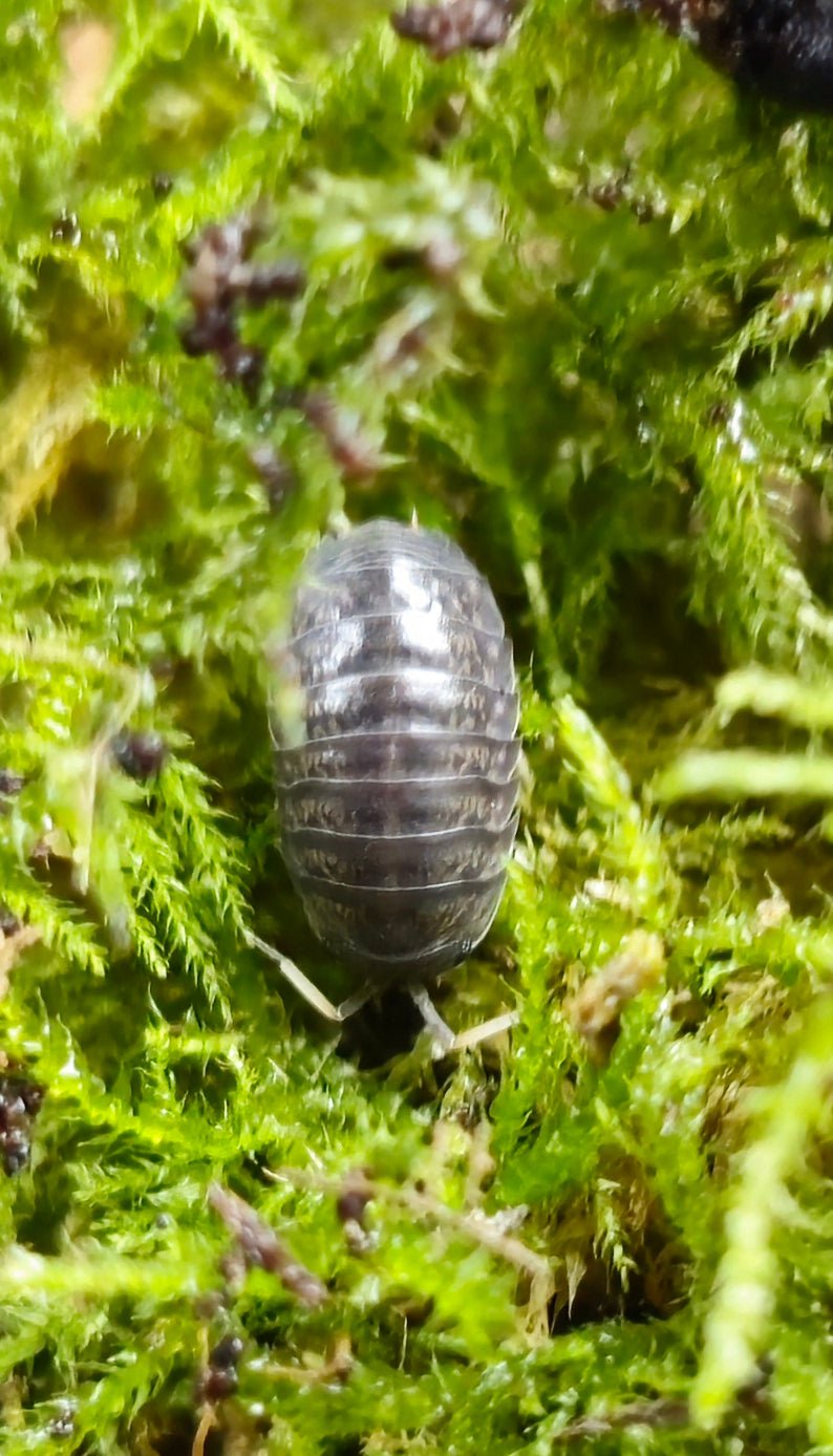 sinodillo china isopods