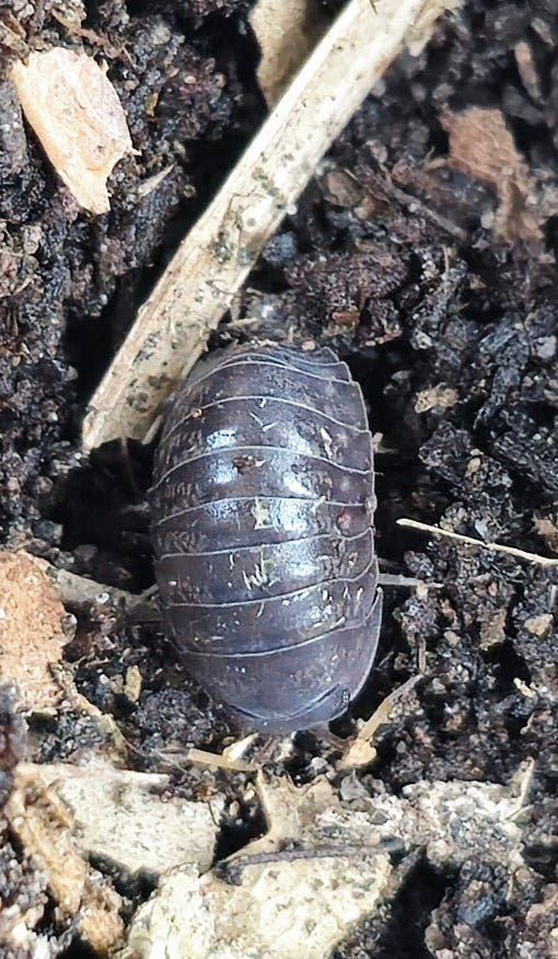 sinodillo china isopods for sale