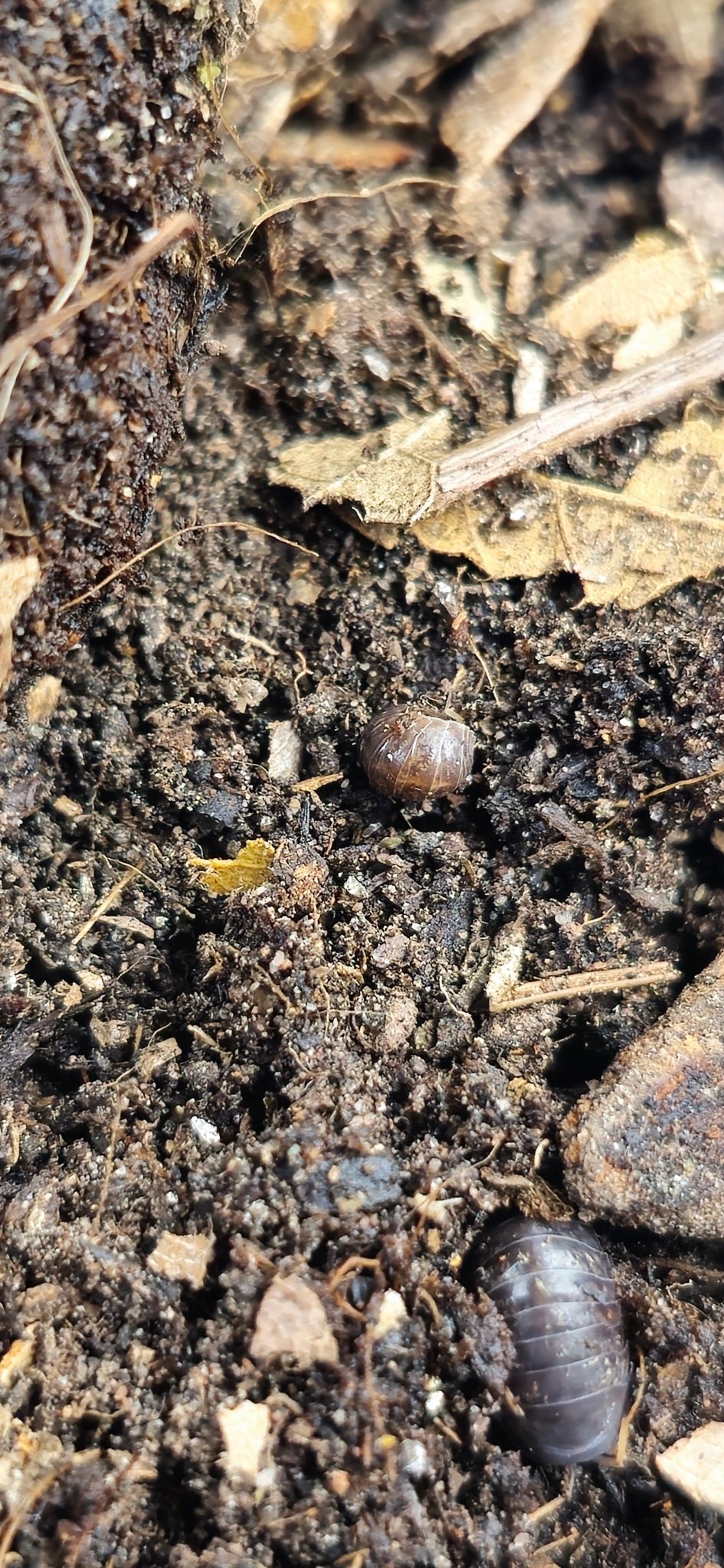 sinodillo china isopods