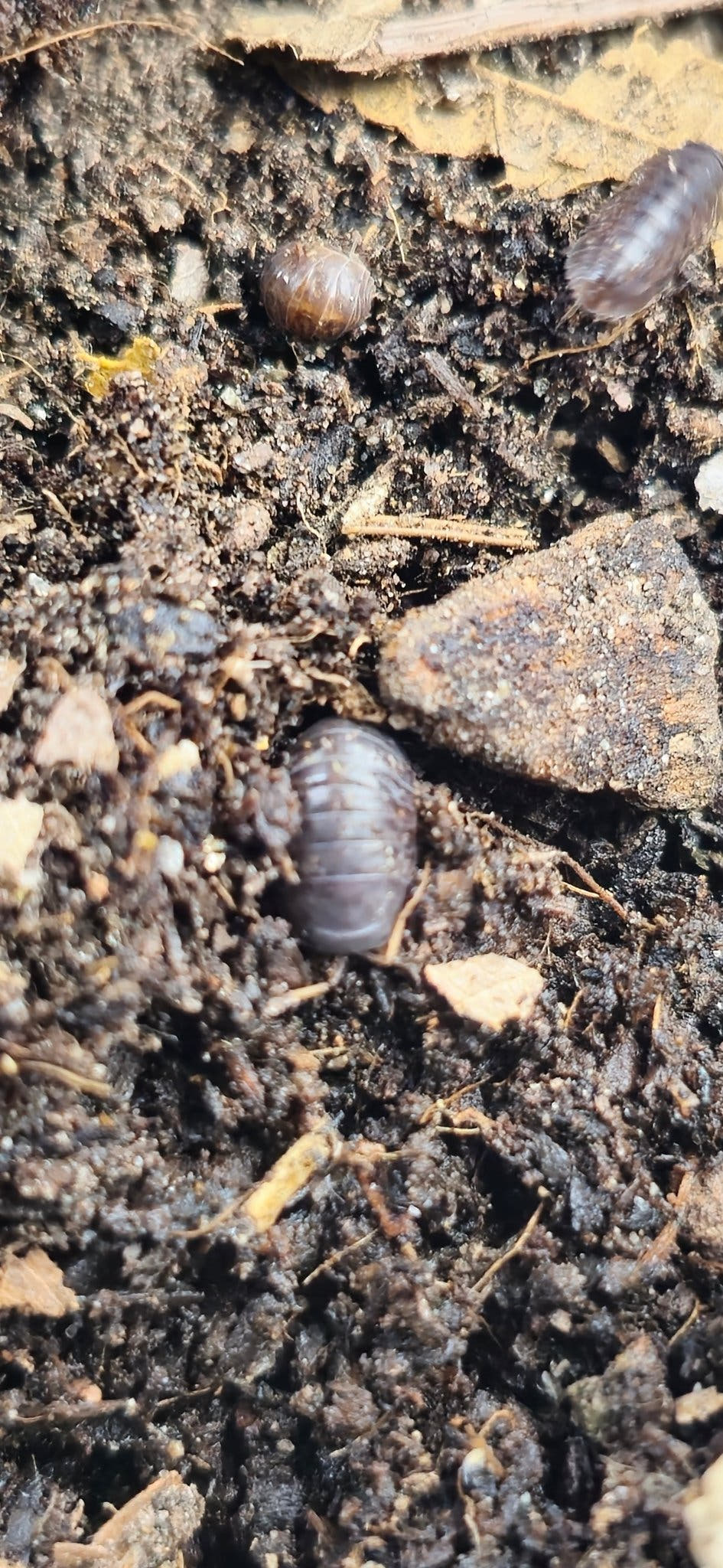 sinodillo china isopods for sale