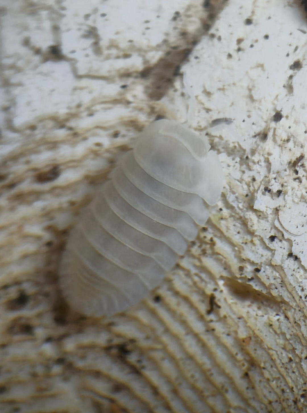 Snow queen isopod