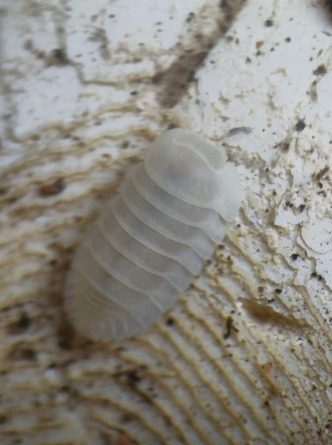 Snow queen isopod