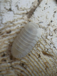 Snow queen isopod