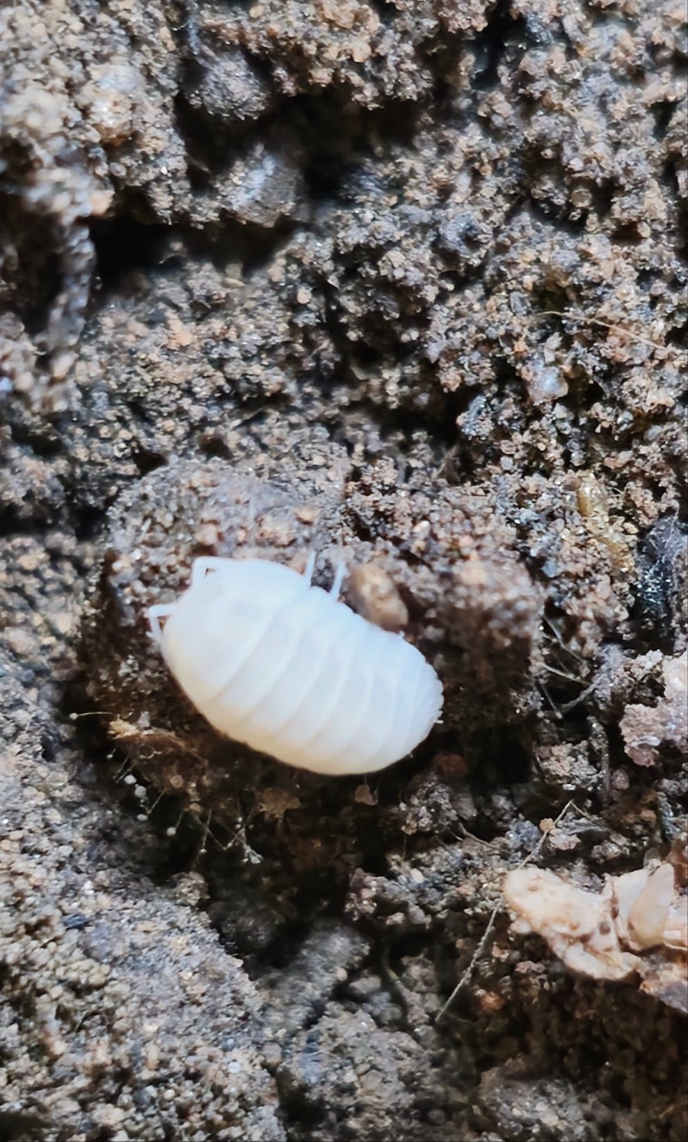 Snow queen isopod for sale
