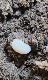 Snow queen isopod for sale