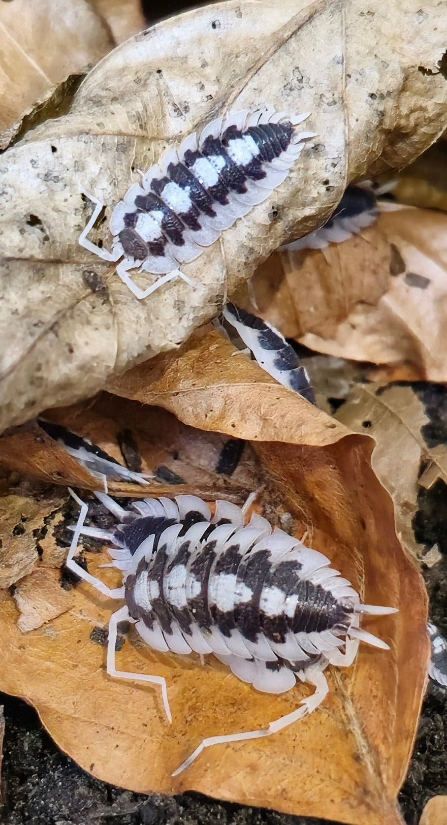 black rib isopods