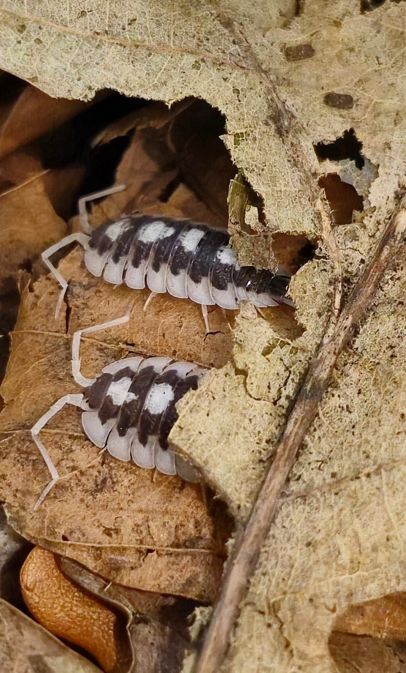 succinctus black rib isopods