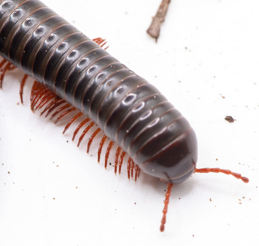 Close-up of a millipede on a white background with dark body and red legs and antennaes 