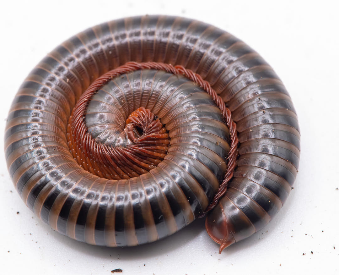 Coiled millipede with dark banded body and pinky brown legs on a white background
