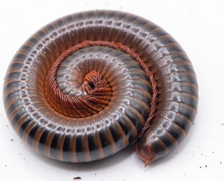 Coiled millipede with dark banded body and pinky brown legs on a white background