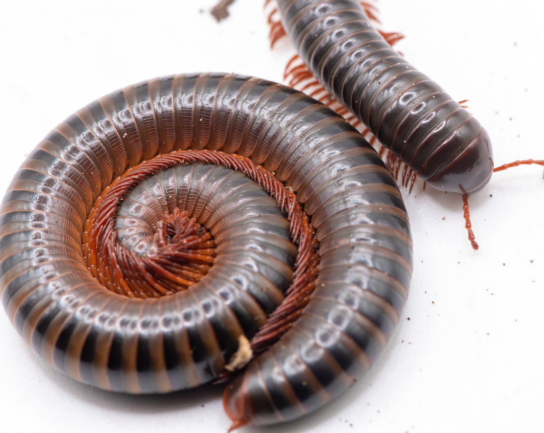 Two dark banded millipedes on a white background