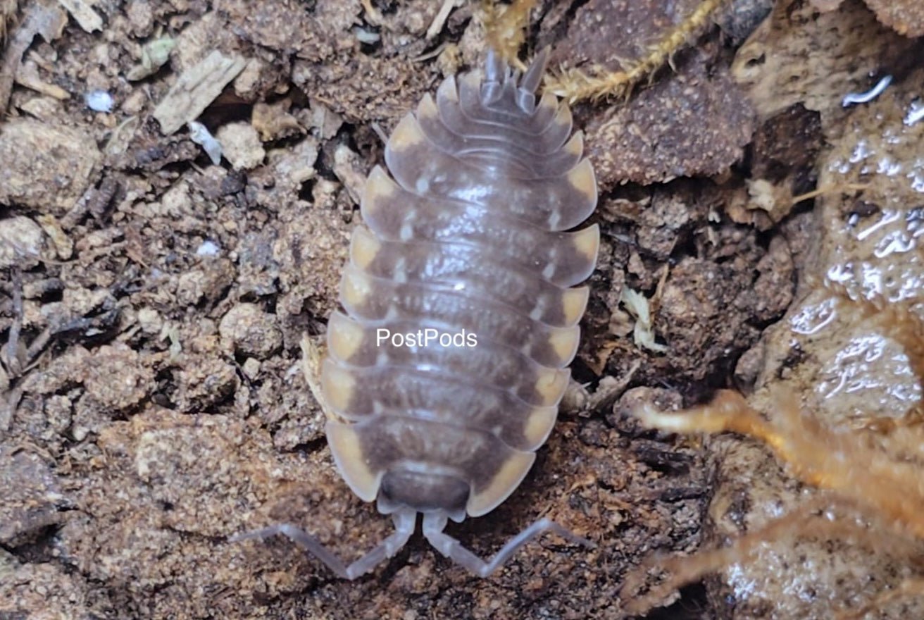 Trachelipus Caucasius Isopod