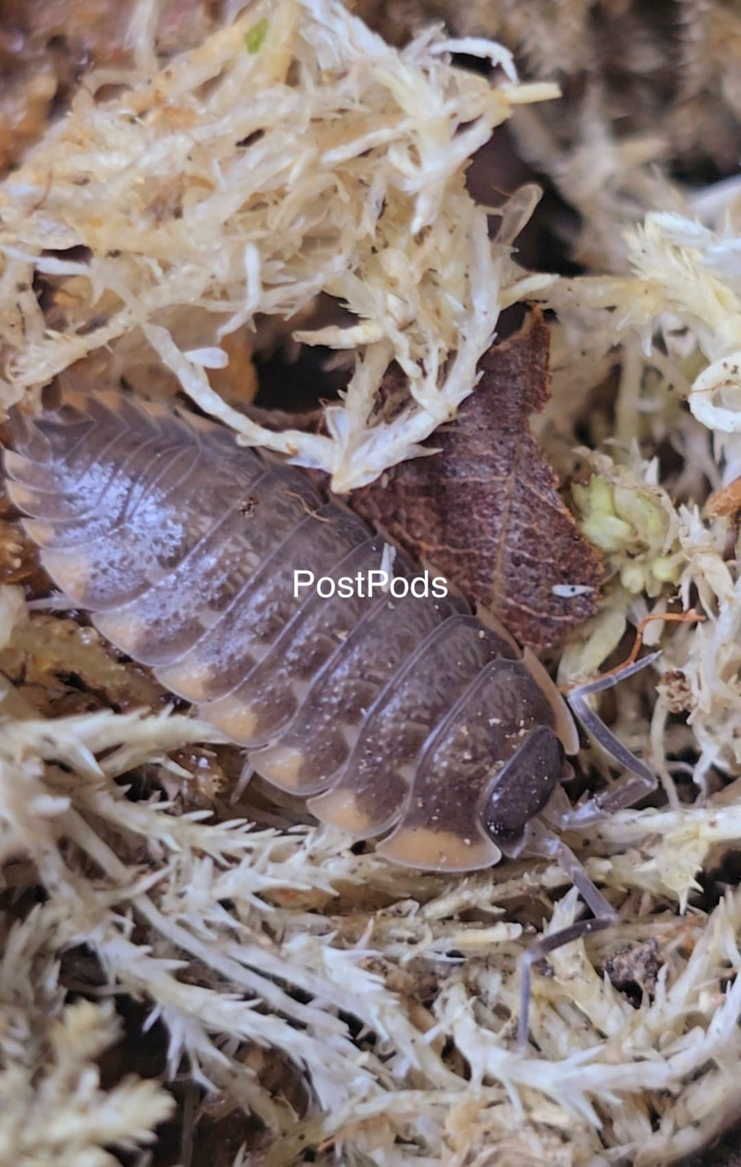 Trachelipus Caucasius Isopod