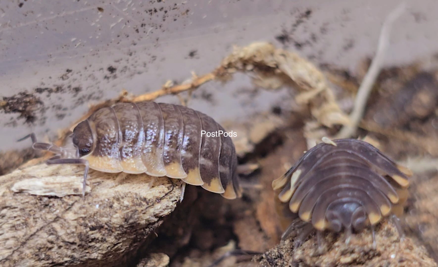 Trachelipus Caucasius Isopods