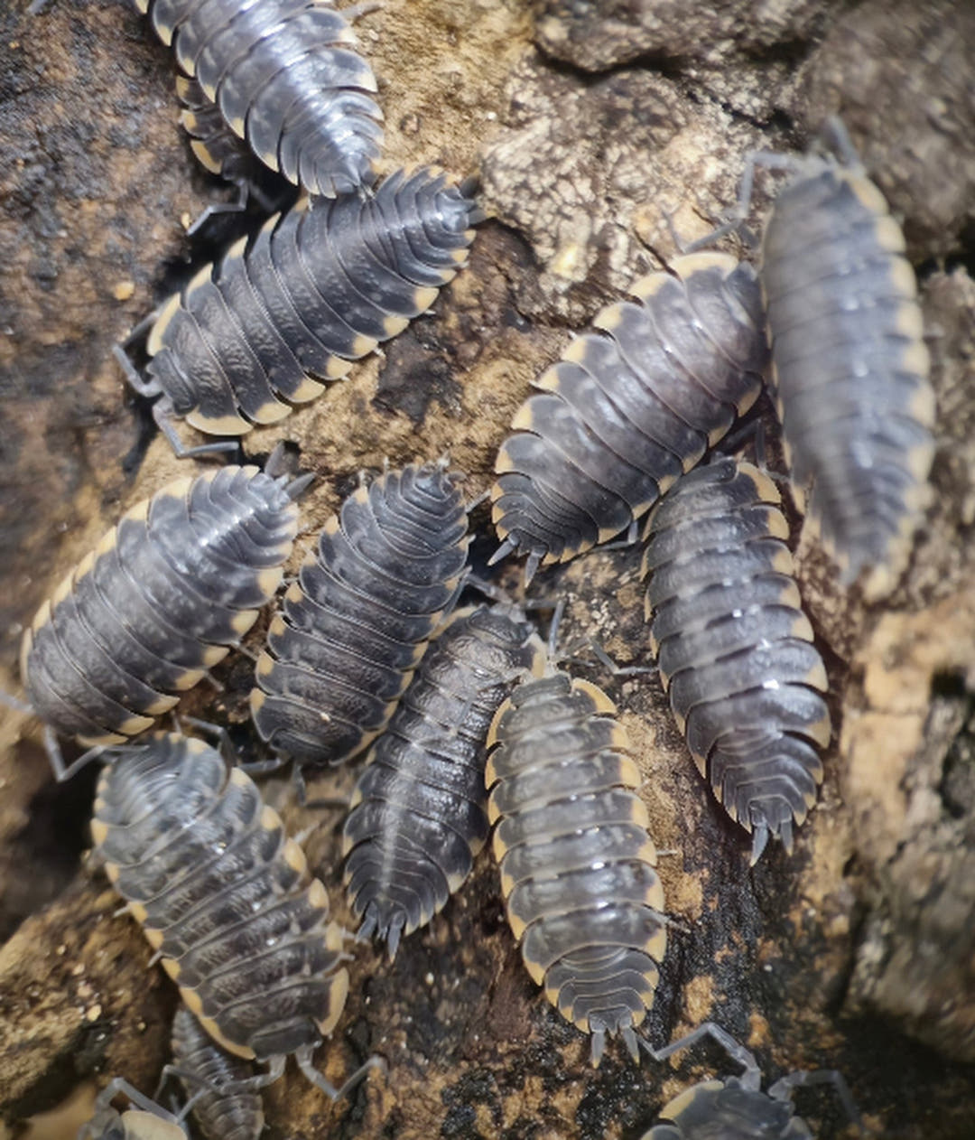 Trachelipus Caucasius Isopods For Sale