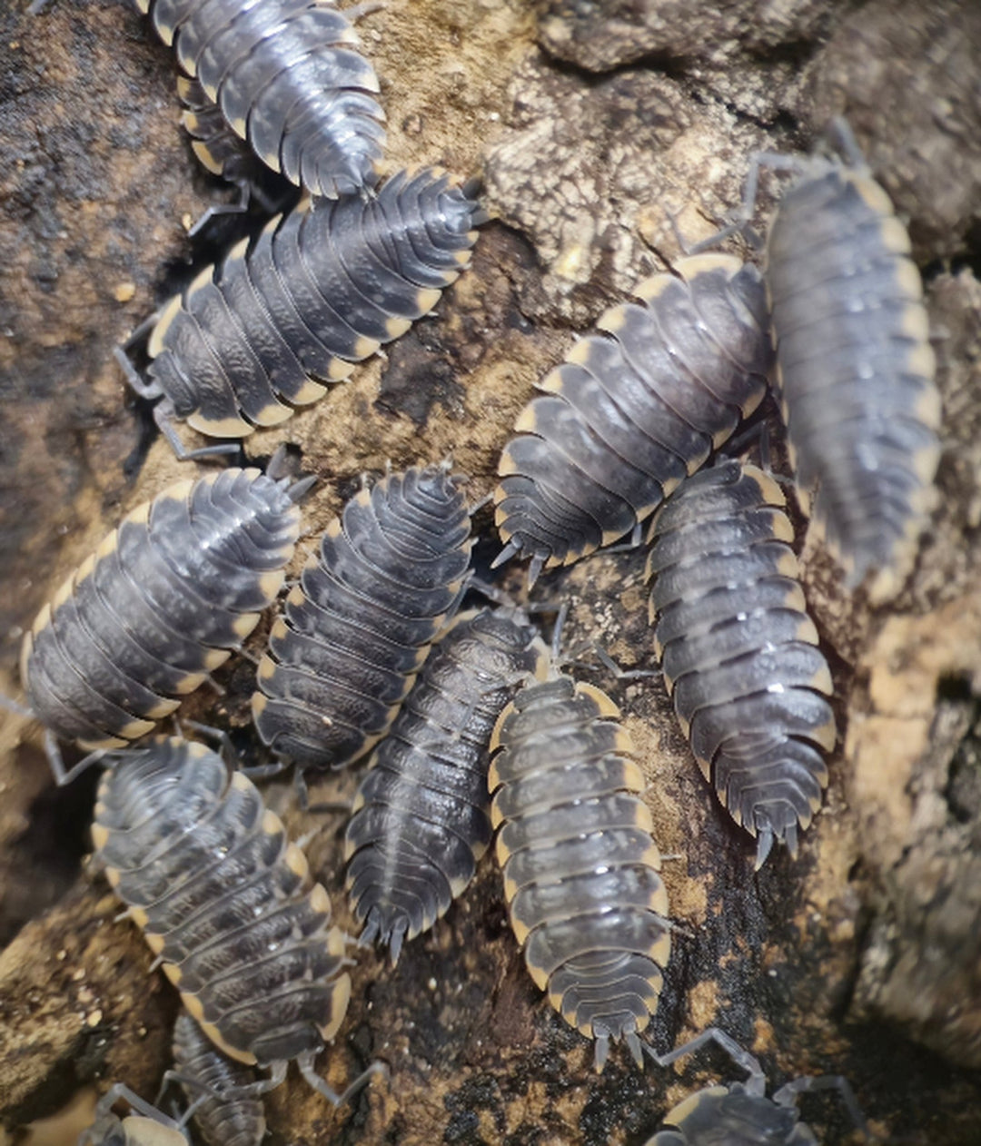 Trachelipus Caucasius Isopods For Sale