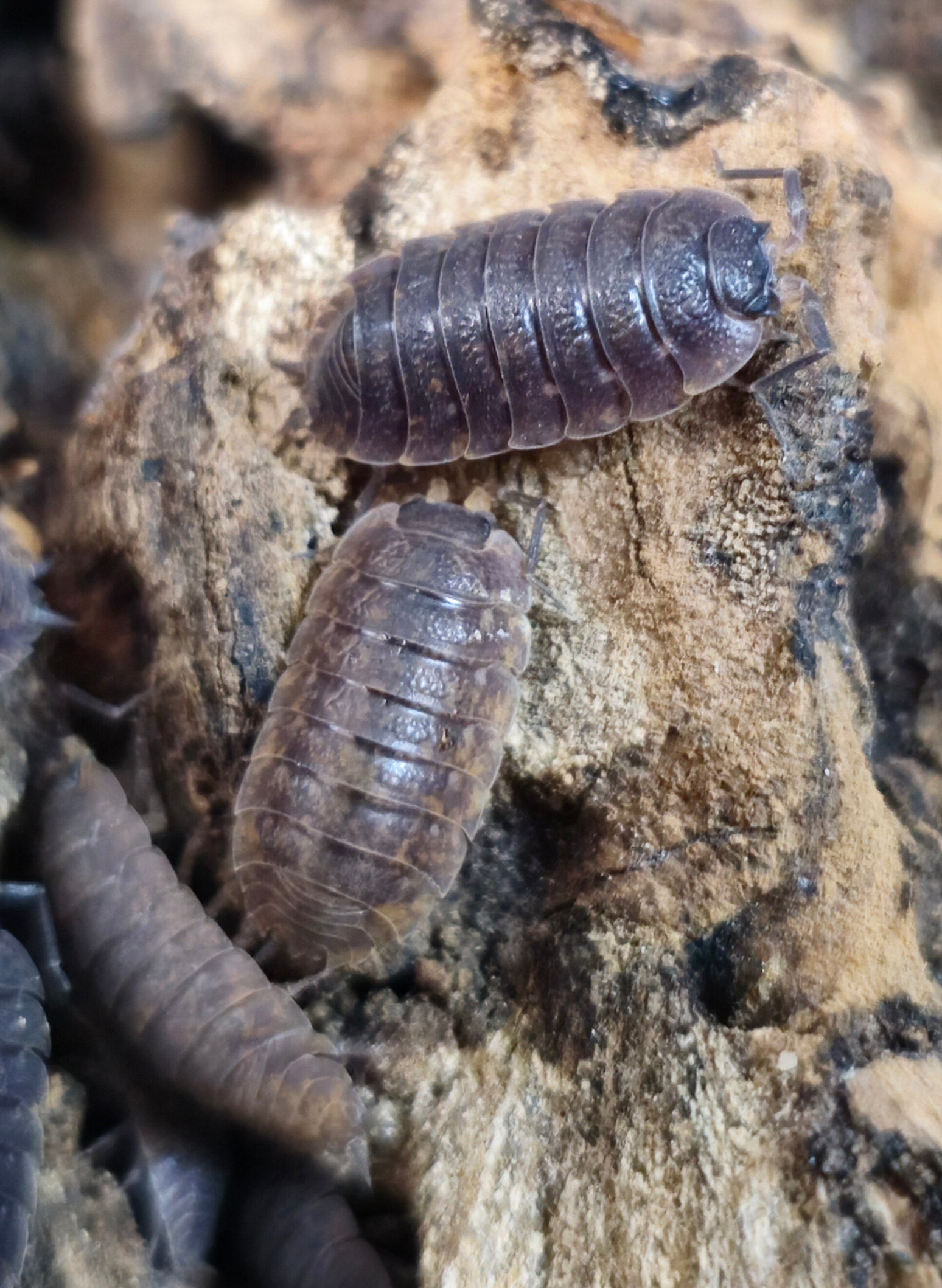 Trachelipus  Difficilis Isopods