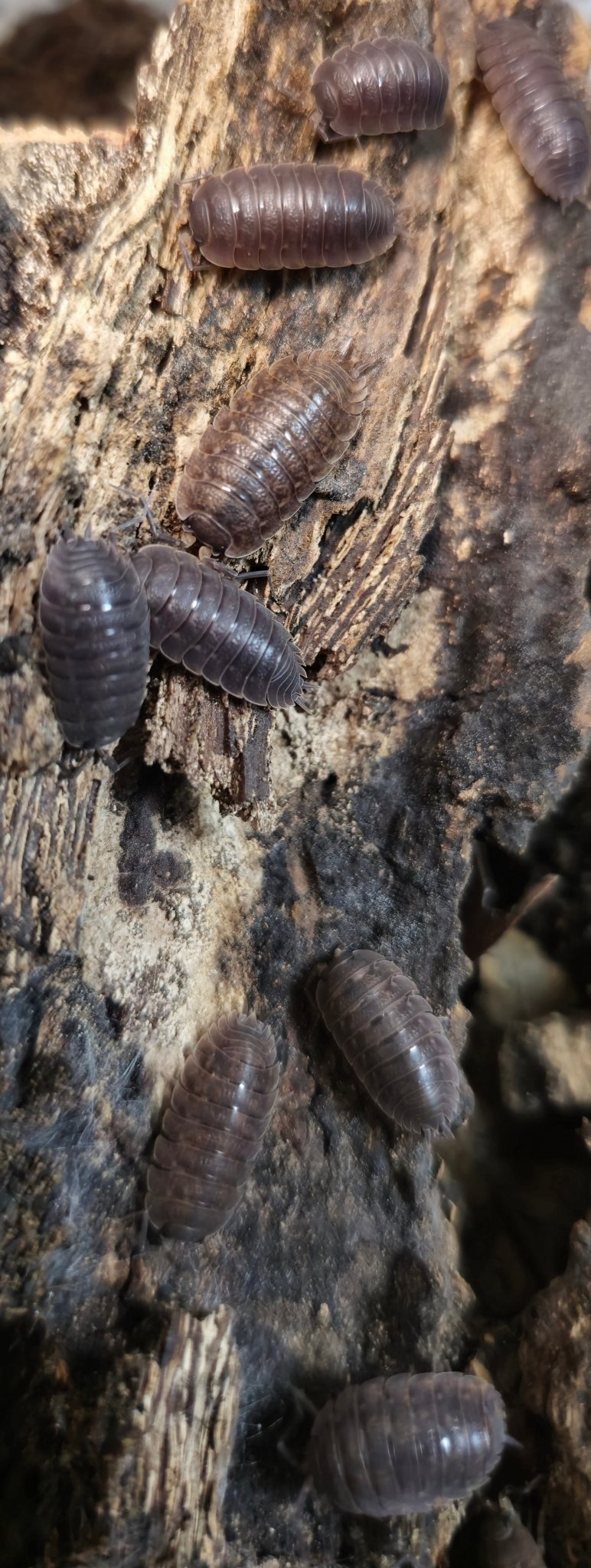 Trachelipus  Difficilis Isopods